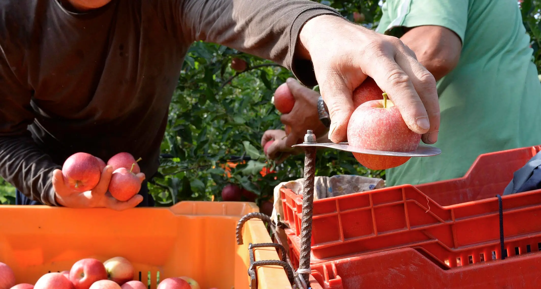 Il Trentino alla fiera del \"bio\" per il mercato tedesco con 7 ditte (fra cui le mele Melinda)