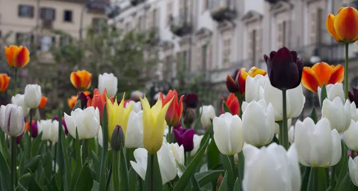 La fioritura di tulipani del castello di Pralorno è visibile anche sul web