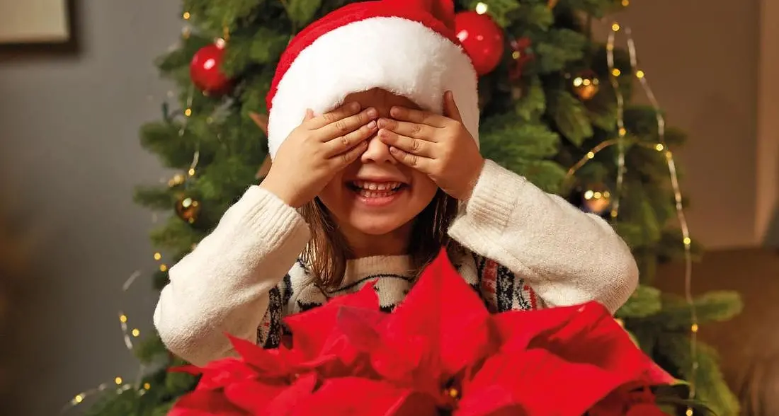 Che belle le stelle di Natale ecco i consigli degli esperti per farle durare a lungo