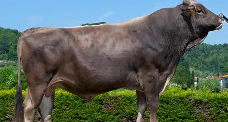 Una 17enne aggredita da un toro mentre va a scuola: ferita