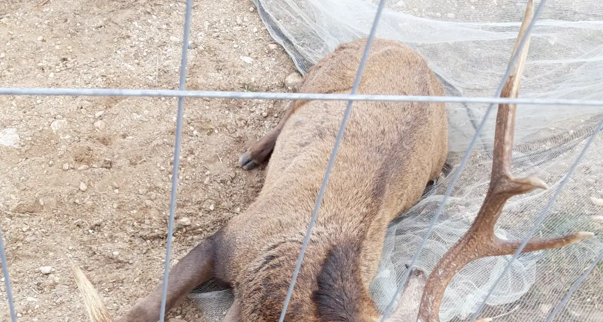 Cacciatore salva un cervo impigliato con il palco in una rete ma il giorno dopo è morto