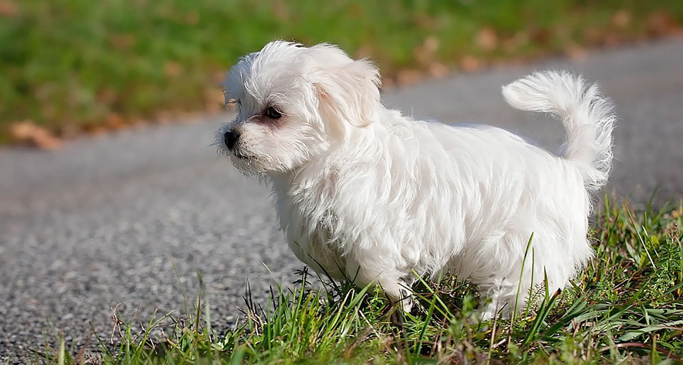 Compra cucciolo di maltese poi cresce ed era un pastore: trentina truffata online