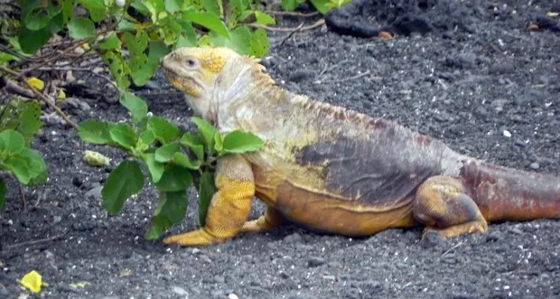 In Florida freddo e gelo: allarme per le iguane che cadono dagli alberi