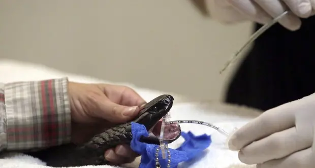 Il pericoloso virus cinese è arrivato agli uomini trasmesso da serpenti