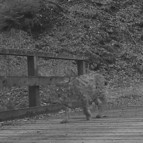La Lince: il grande predatore silenzioso