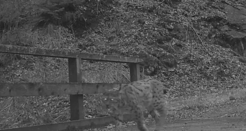 La Lince: il grande predatore silenzioso