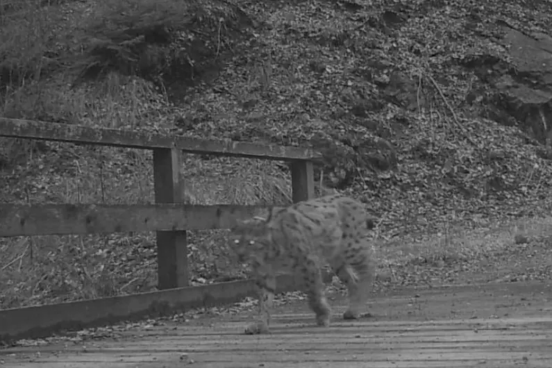La Lince: il grande predatore silenzioso