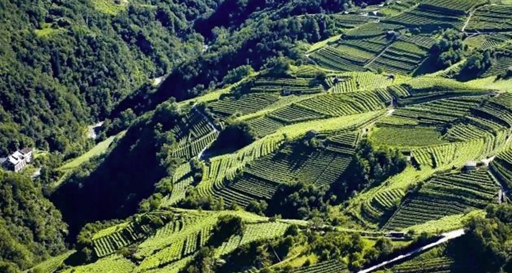 VIticoltura \"eroica\", nasce il primo manifesto di produttori in condizioni estreme