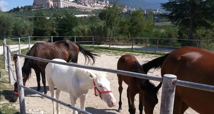 Muore colpito alla testa da un calcio della cavalla che stava partorendo