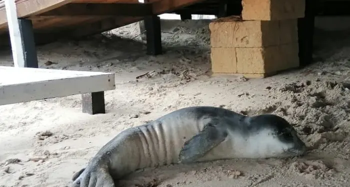 Cucciolo ferito di foca monaca trovato sulla spiaggia in Puglia
