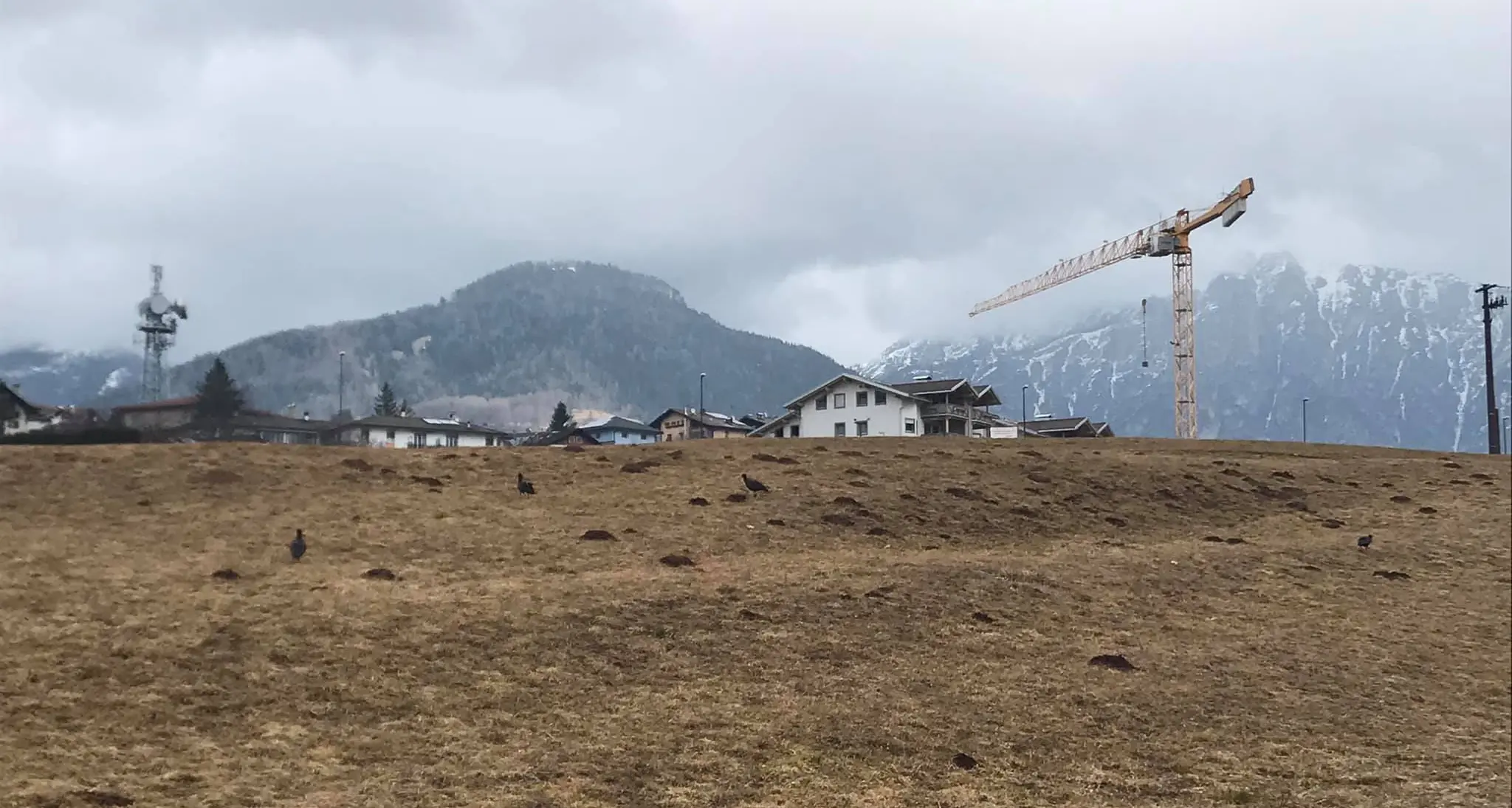 Sei \"Ibis eremita\" nei prati della Valle di Fiemme: ormai hanno imparato a migrare da soli