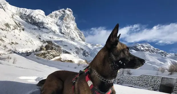 Malice, pastore da soccorso sopravvive 15 giorni sul Cervino a tremila metri, poi torna a casa