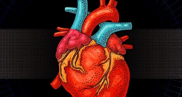 Ecco il primo cuore interamente \"bionico\" (e non a forma di cuore)