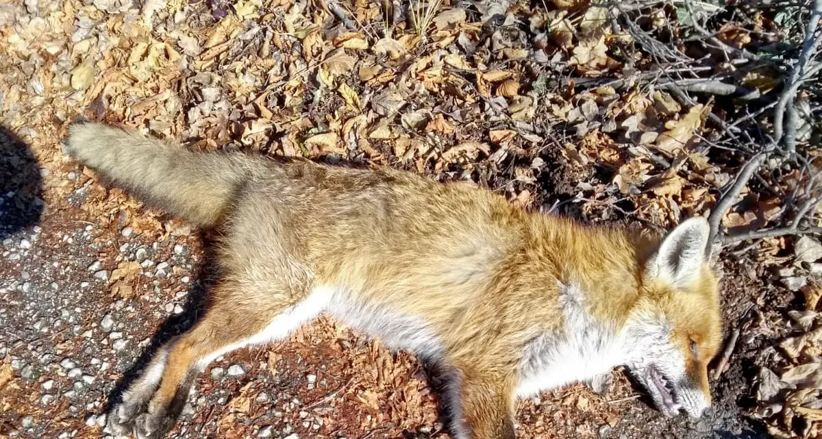 Di nuovo bocconi avvelenati trovata una volpe morta sulle pendici del Monte Ghello