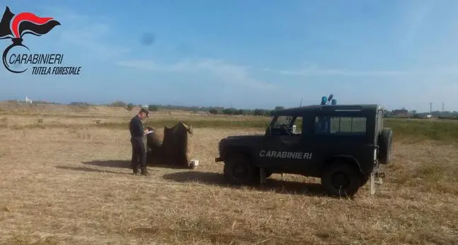 Denunciato un trentino che cacciava le allodole in Calabria con richiami vietati