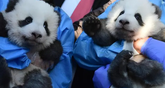 Un nome da \"sogno\" per i panda gemelli dello zoo di Berlino