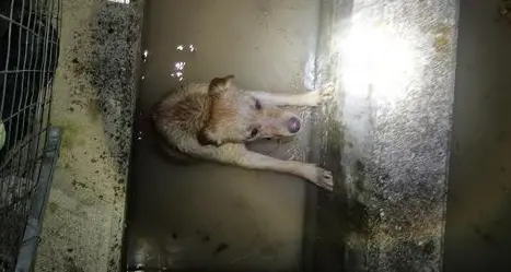 Cane chiama i pompieri e salva altri due Labrador caduti in una vasca irrigua