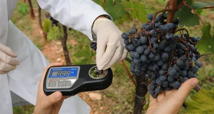 Trentino: uve in calo del 15% buona la qualità per spumante e vini da invecchiamento