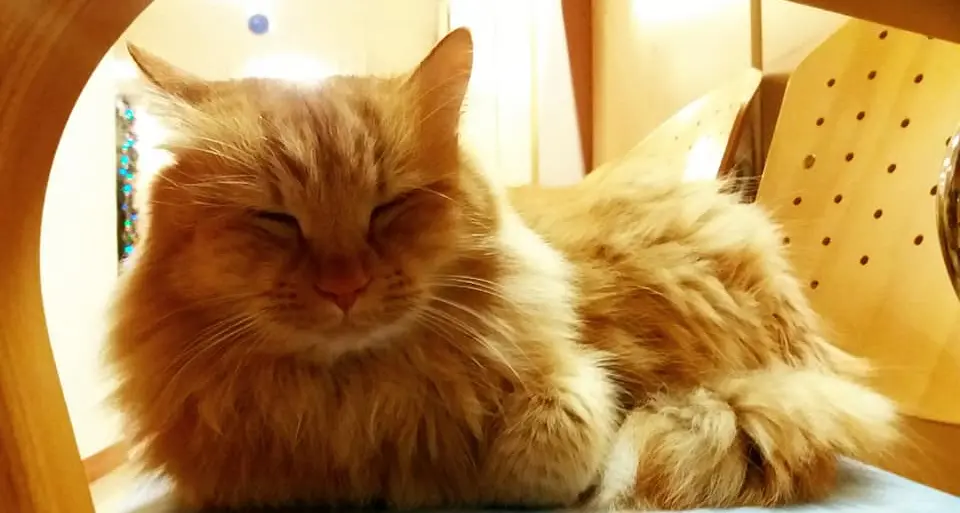 La casa di riposo adotta il gatto: succede a Villazzano, però a Mezzolombardo hanno la gallina