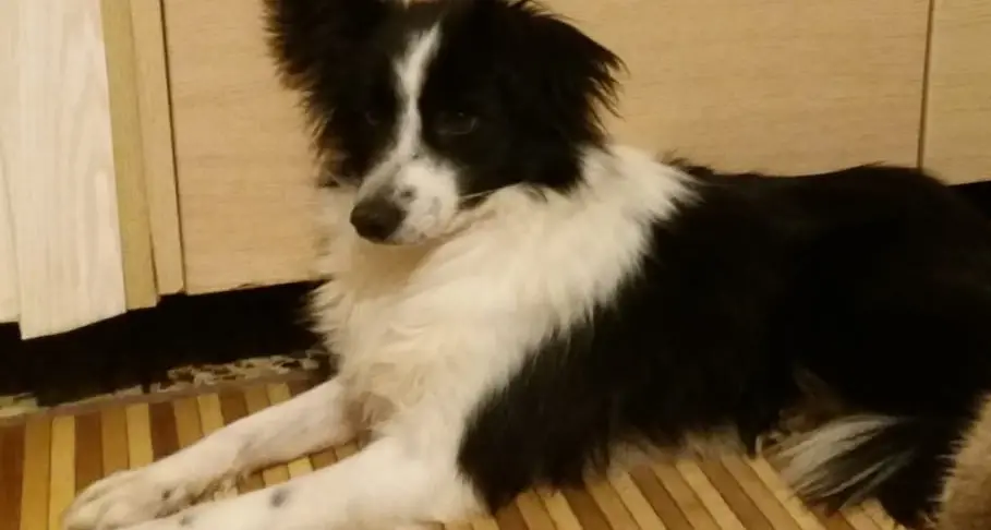 Smarrita Kira, border collie Appello per ritrovarla