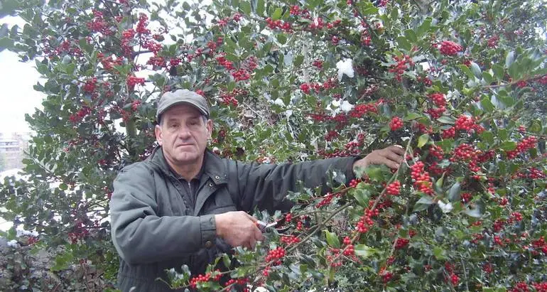 E' Natale perché è arrivata la bancarella di Sergio Baroni con vischio e pungitopo