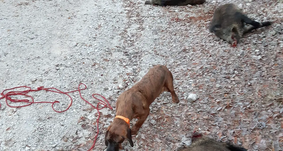 Sette cinghiali trovati morti su una strada Sono precipitati da un dirupo in Val Careta forse scappavano spaventati da lupi o cani