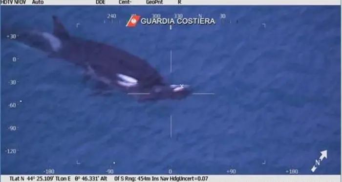Genova: morto il cucciolo di orca ma la mamma non vuole abbandonarlo