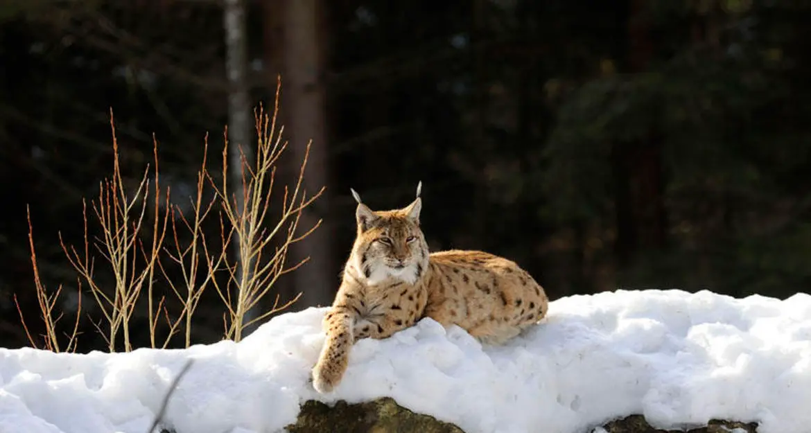 La lince è ancora presente in Val di Ledro ma è sola e le manca una compagna - VIDEO