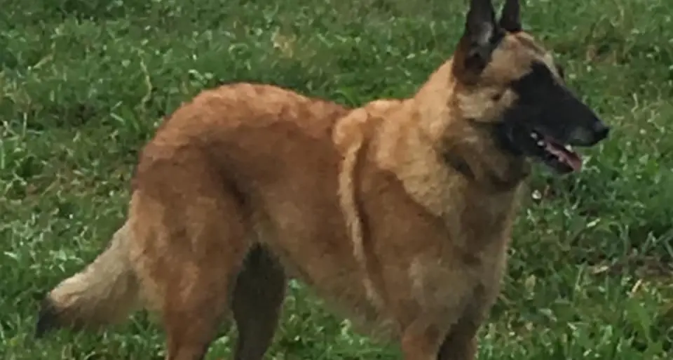 Si cerca Hera, il cane precipitato ieri dal Manderiolo sul versante val di Sella