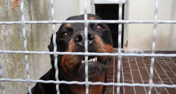 Aggredito in giardino dai cani della compagna è morto dissanguato
