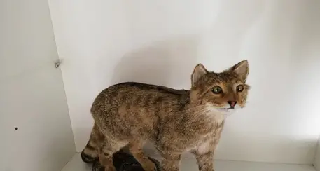Spara a un gatto selvatico Denunciato un cacciatore