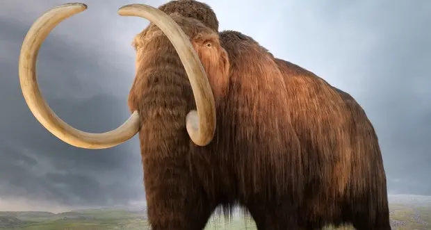 Quanto viveva un mammut? Lo rivela l’orologio genetico