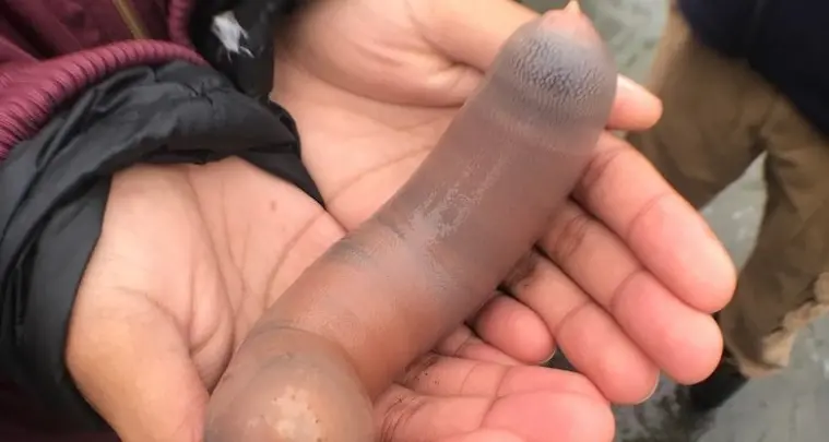 In California una spiaggia invasa dai \"pesci pene\" imbarazzanti (ma sono solo vermi giganti)