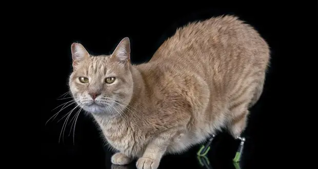 Vito, il gatto bionico che ha due protesi al posto delle zampe dietro