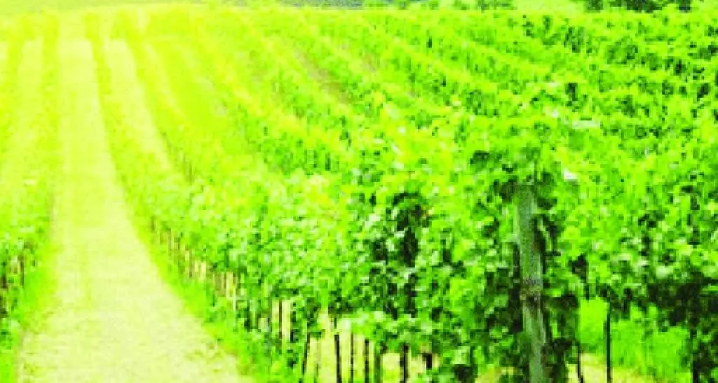 All'asta il vigneto Morela e il «vino del sindaco»