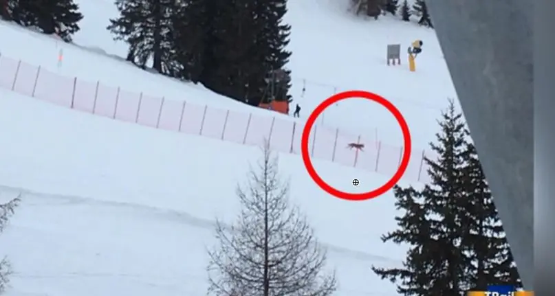 Un lupo a spasso sulle piste in Alta Badia, a la Brancia «Naturale, fanno meno fatica»