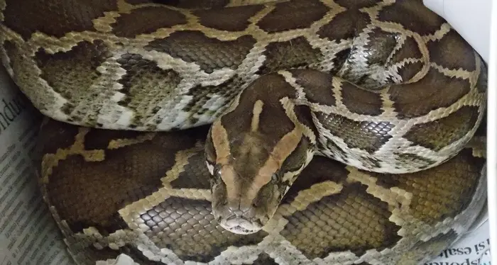 Allevamento abusivo di serpenti 119 pitoni reali in appartamento