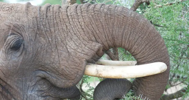 La proboscide dell'elefante ci insegna come costruire i robot «manipolatori»