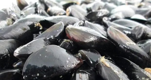 Contro il cambiamento climatico le cozze mediterranee hanno le loro \"armi segrete\"
