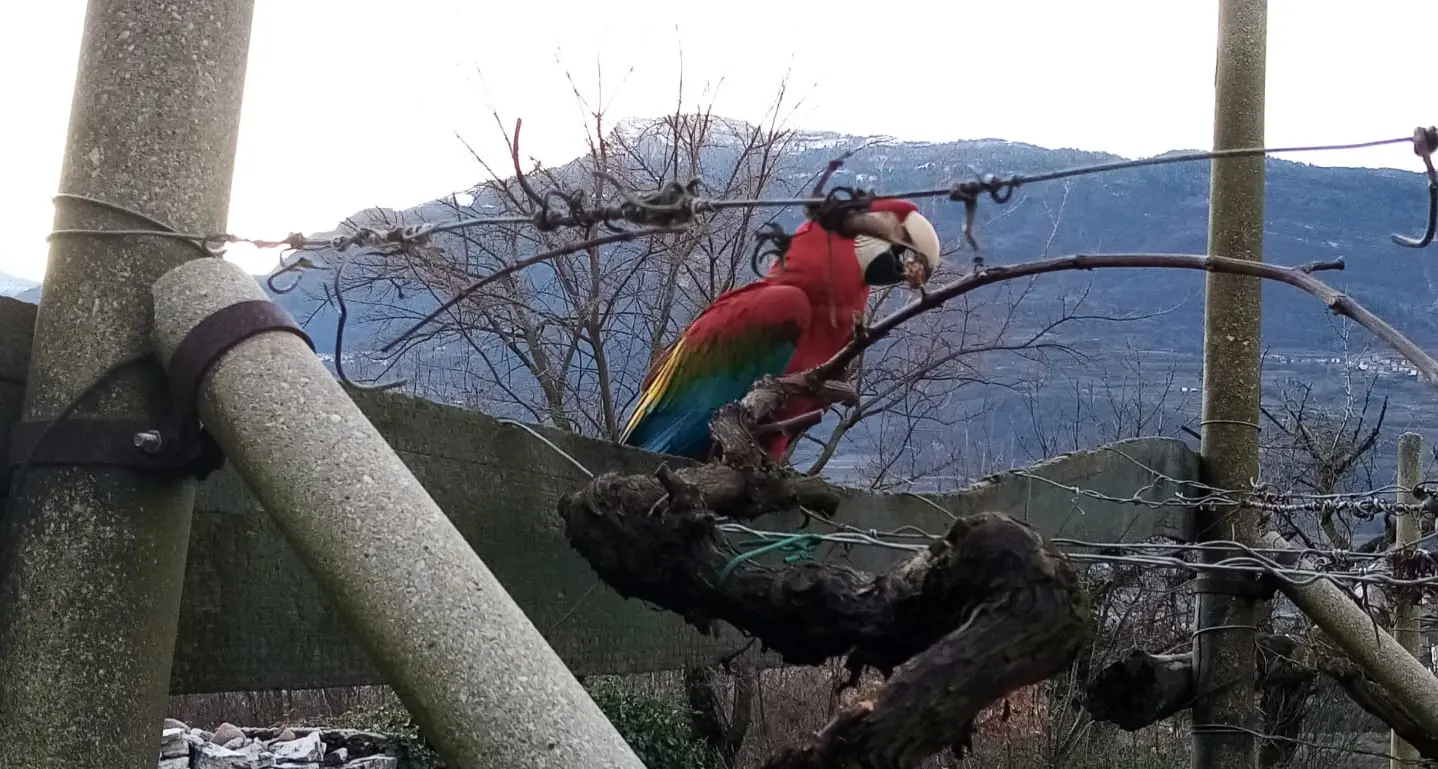 A passeggio sul Monte Ghello trova un pappagallo gigante (ma è abituato, la sera torna a casa)