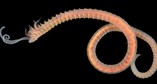 Scoperti nell'Adriatico 5 nuovi vermi marini