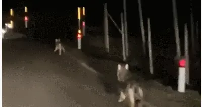 Due lupi sulla strada: a Castelfondo l'incontro nel cuore della notte