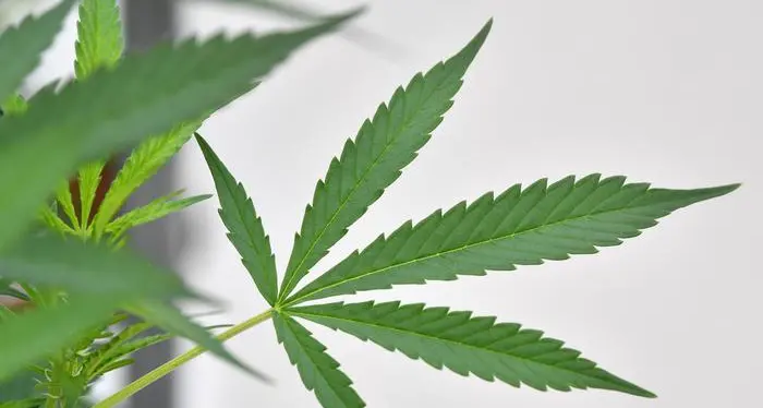 Coltivare in casa la cannabis non sarà più un reato: lo ha stabilito la Cassazione