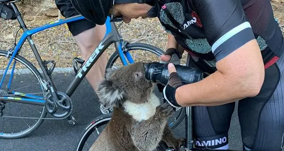 Australia: il koala assetato si arrampica sulla bicicletta e beve dalla borraccia