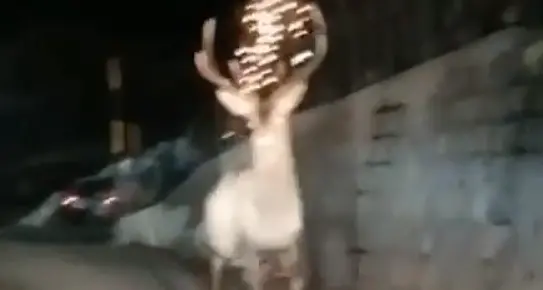 Due maestosi cervi maschi passeggiano in paese a Ortisè poi fuggono con un salto - VIDEO