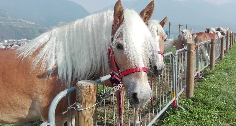 Fieracavalli, in mostra gli Haflinger trentini