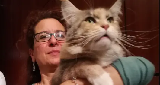 E' Calliope il gatto più bello del mondo