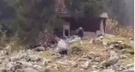 L'orso in Val di Genova entra nella legnaia e fa volare un bidone