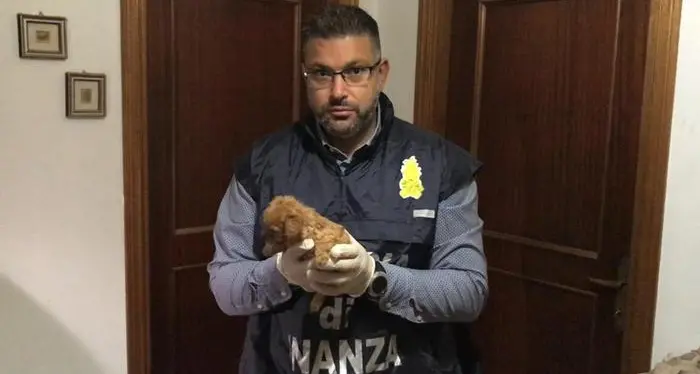 Allevamento abusivo: cuccioli di razze costose segregati in canili lager