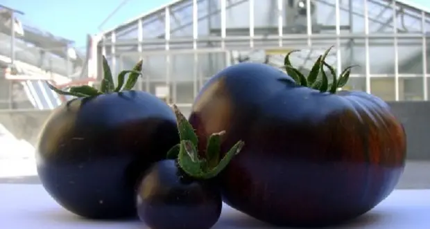 Il pomodoro è rosso per caso, era nato viola